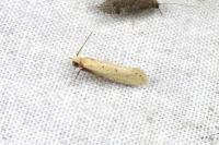 Myrmecozela ataxella