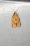 Clepsis consimilana