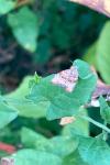 Choreutis nemorana