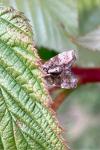 Choreutis nemorana