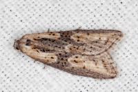 Doloploca punctulana