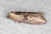 Doloploca punctulana