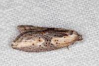 Doloploca punctulana