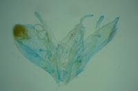 Emmelina monodactyla