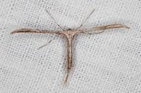 Emmelina monodactyla