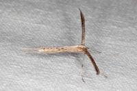 Emmelina monodactyla
