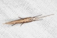 Ypsolopha mucronella