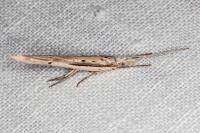 Ypsolopha mucronella