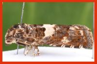 Epiblema graphana