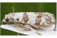 Scythropia crataegella
