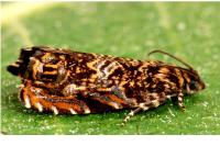 Enarmonia formosana