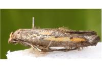 Ochromolopis ictella