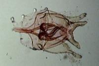 Tischeria ekebladella