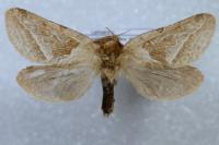 Triodia sylvina