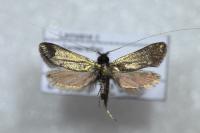 Adela reaumurella