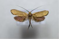Nemophora metallica