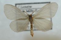 Sterrhopterix fusca