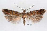 Aristotelia decurtella