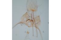 Aristotelia decurtella