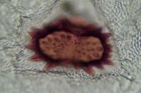 Aristotelia decurtella