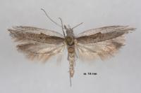 Ypsolopha divisella