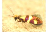 Micropterix aglaella