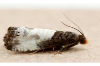 Notocelia cynosbatella