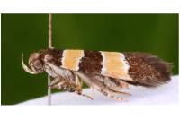 Goidanichiana jourdheuillella