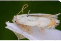 Pseudopostega crepusculella