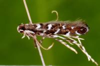 Parectopa ononidis