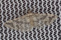 Pterotopteryx dodecadactyla