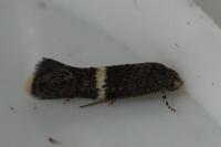 Elachista metella