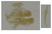 Elachista metella