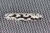 Ethmia candidella