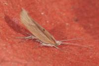 Ypsolopha nemorella