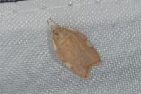 Carcina quercana