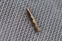 Gladiovalva rumicivorella
