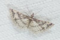 Pterotopteryx dodecadactyla
