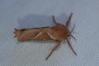 Triodia sylvina