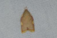 Carcina quercana