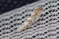 Phyllonorycter acerifoliella