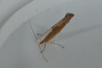 Argyresthia semitestacella