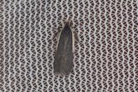 Nothris lemniscellus