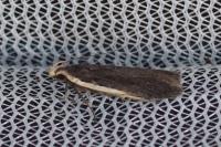 Nothris lemniscellus