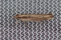 Ypsolopha ustella