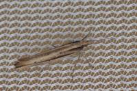 Ypsolopha ustella