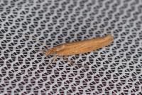 Ypsolopha ustella