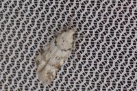 Teleiopsis paulheberti