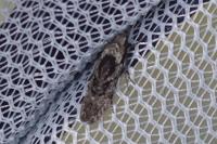 Carpatolechia decorella