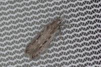 Gelechia sabinella